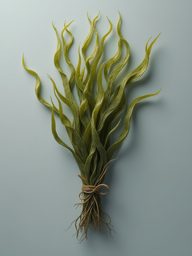 al_seaweed